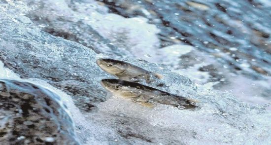 ������Ρ�