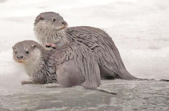 两只欧亚水獭在河道嬉戏。摄影:尕玛西周 两只欧亚水獭在河道嬉戏。摄影:尕玛西周