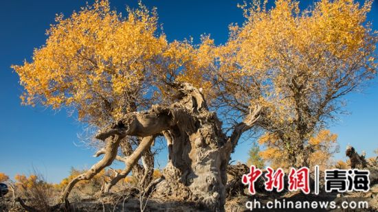 ͼΪ��ǧ���� �ܾ��� ��