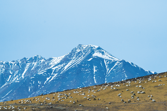 ʮգຣʡԴػʳɹ磬һȺɽصĲݳϻ 