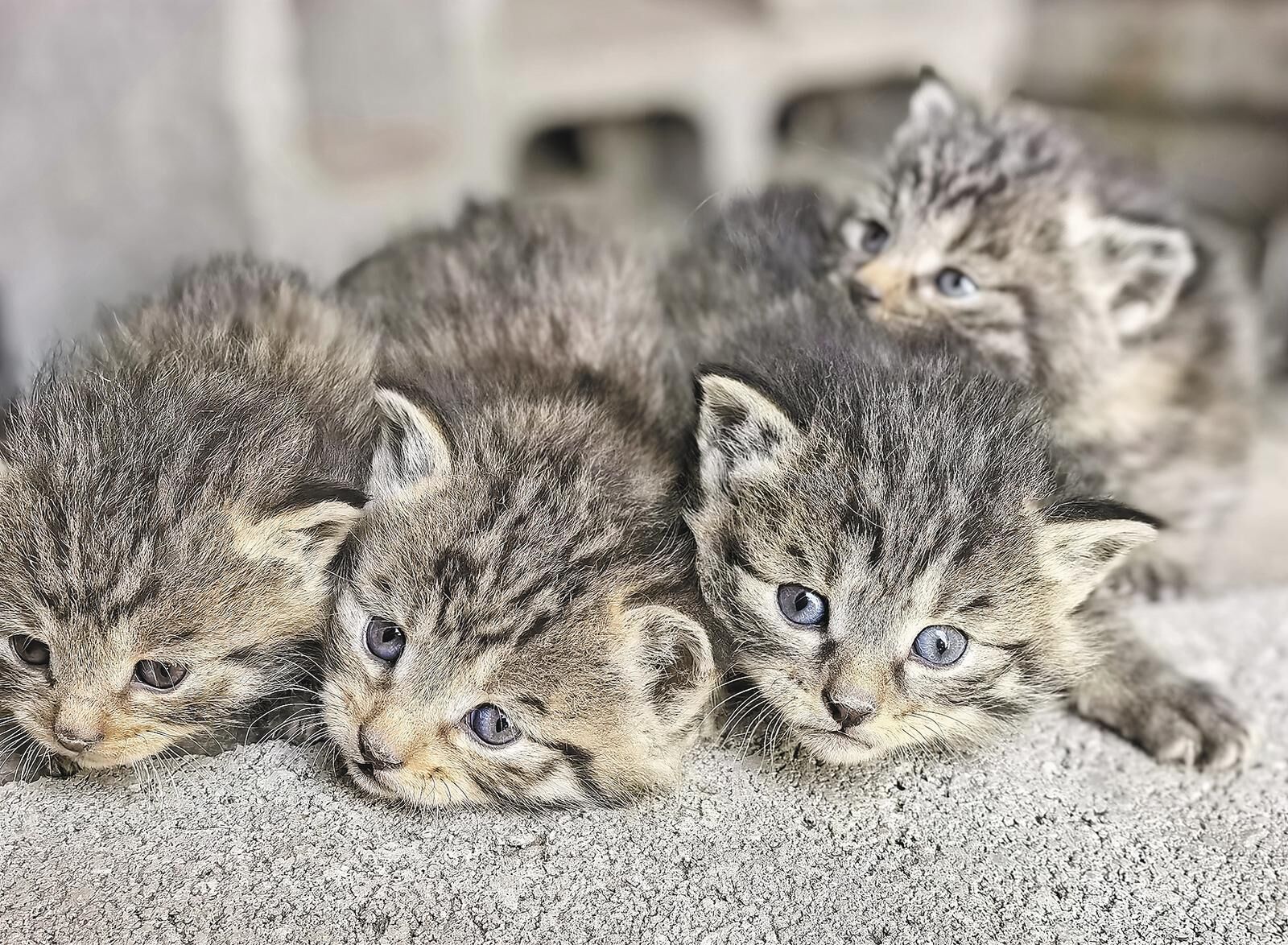 QQͼƬ20250611062302