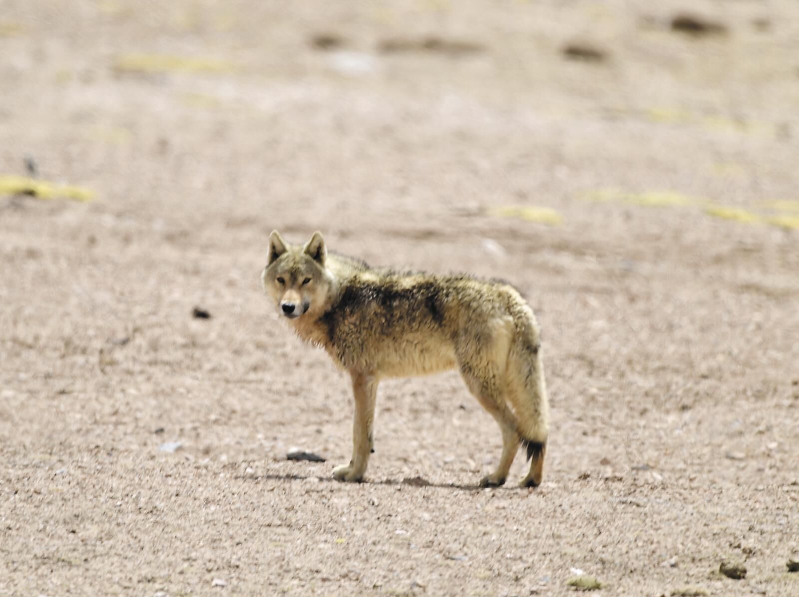 QQͼƬ20250611062329