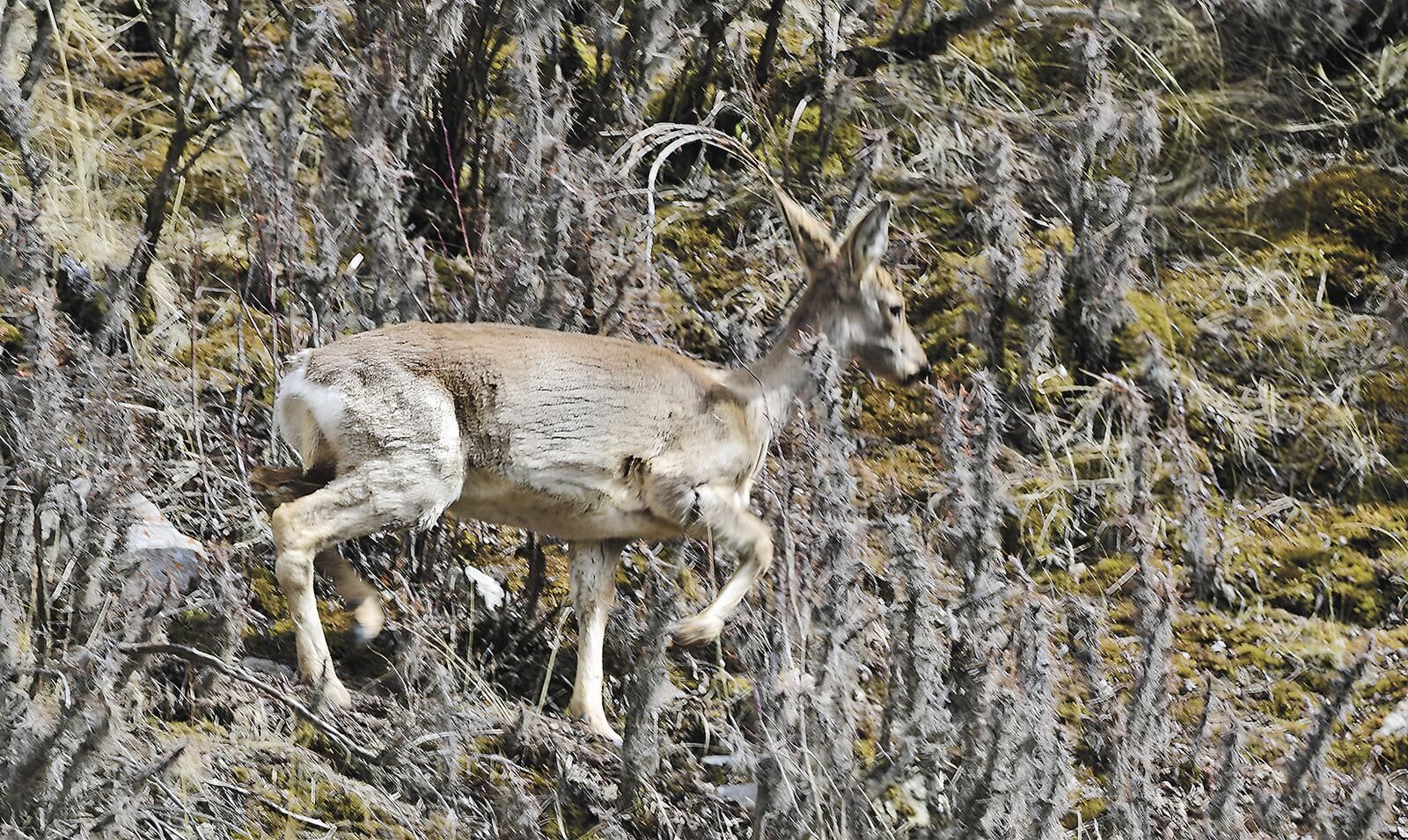 QQͼƬ20250611062338