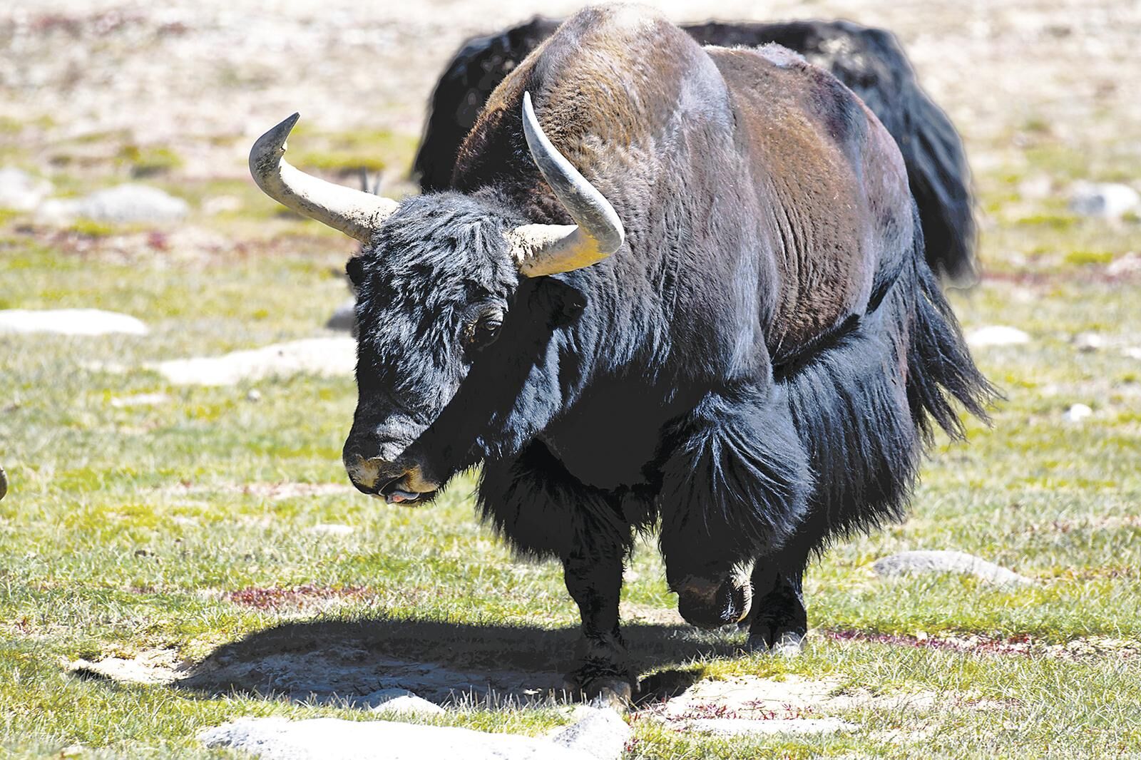 QQͼƬ20250611062410