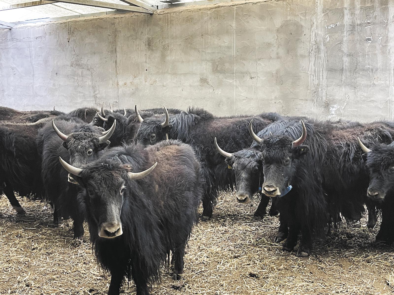 ��ԭ�����Ʋ֡� �����䡰�ǲ֡�