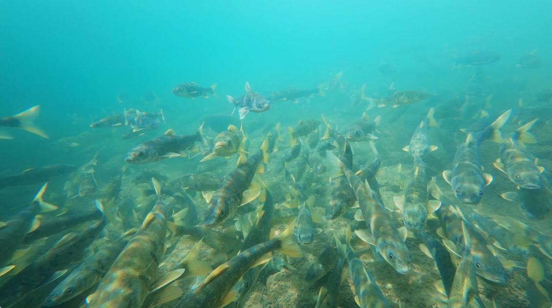 �ຣ�����������