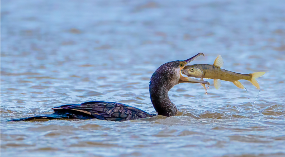 �ຣ�������������㡣